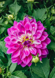 Dahlia 'Grandalia Rose', 3L