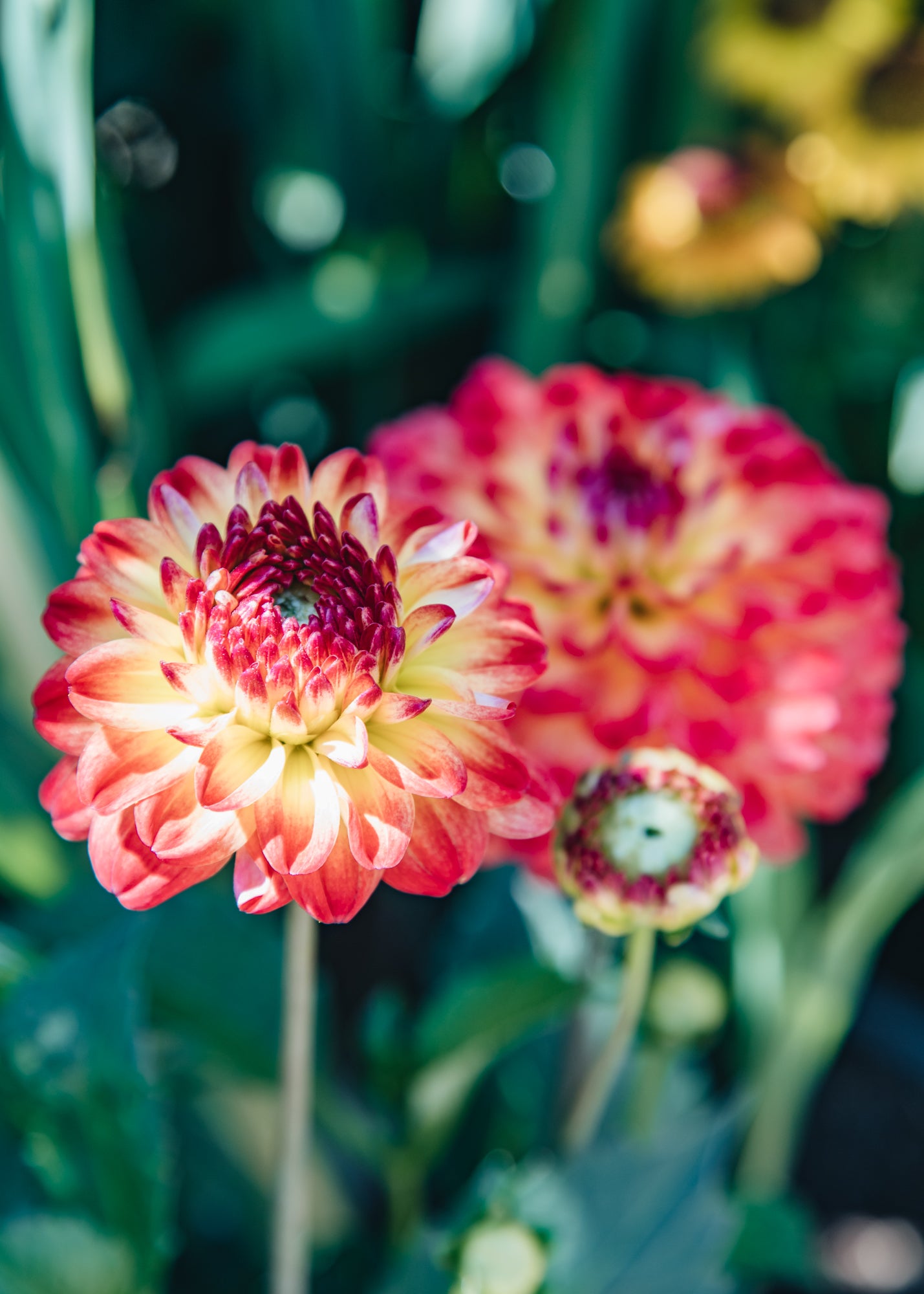 Dahlia Dahlia Icoon, 2/3L