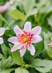 Dahlia Dahlia Dalina Maxi Starburst Pink, 2/3L
