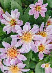 Chaenomeles Dahlia Dalina Maxi Starburst Pink, 2/3L