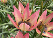 Taylors Bulbs Tulipa 'Danique' Bulbs