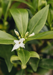 Daphne Daphne odora 'Perfume Princess White', 2L 