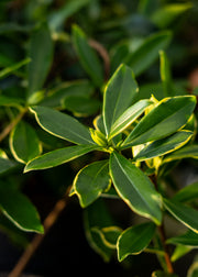 Daphne Daphne odora Rogalski, 1L