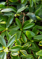 Ugni Daphne odora Rogalski, 1L