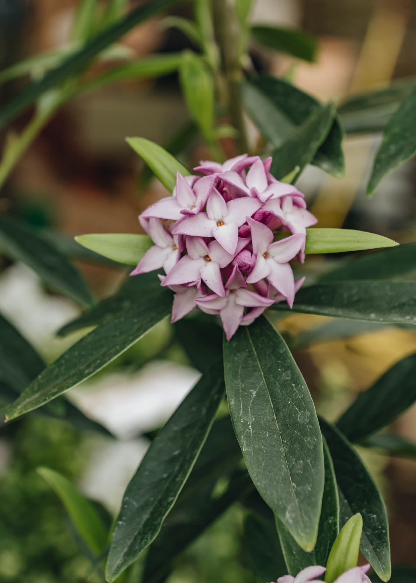 Daphne bholua Spring Beauty