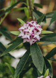 Daphne Daphne bholua Spring Beauty