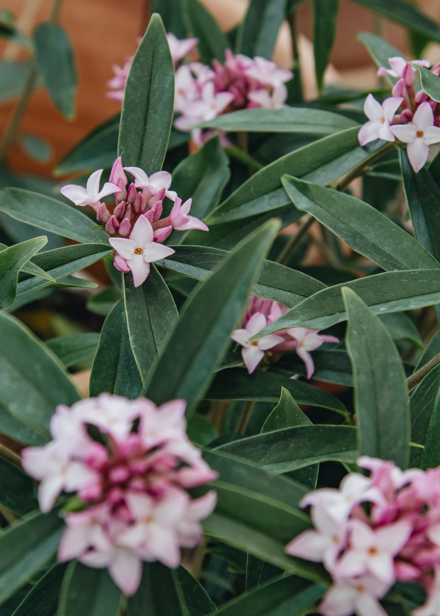 Daphne bholua Spring Beauty | Burford Garden Co.