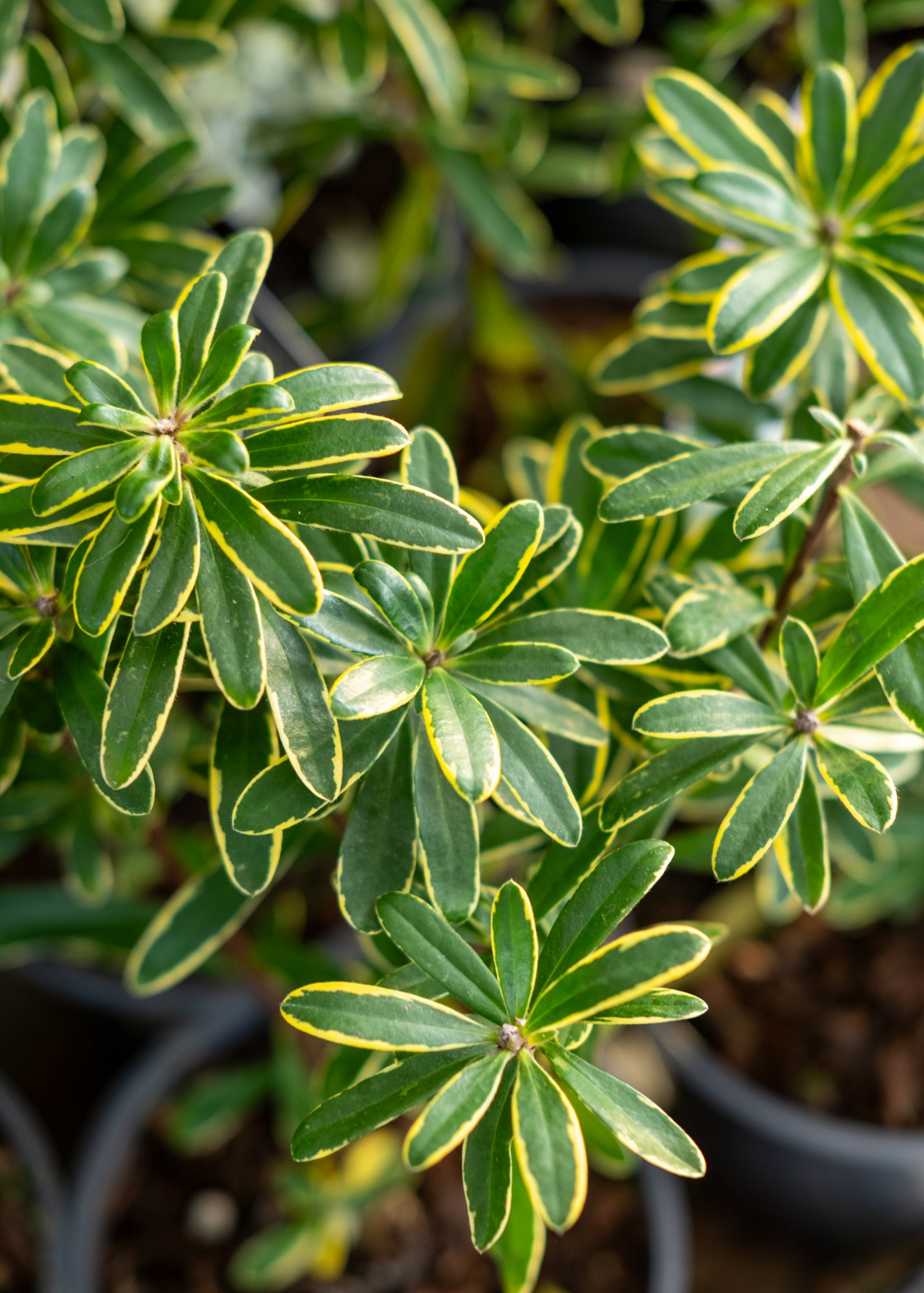 Daphne x transatlantica 'Summer Ice', 1L – Burford Garden Co.