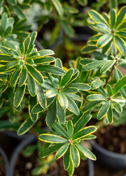 Daphne Daphne x Transatlantica Summer Ice, 1L