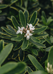 Ugni Daphne x Transatlantica Summer Ice, 1L