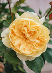 David Austin Roses Bring Me Sunshine Rose