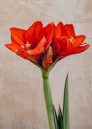 Houseplants Wax Amaryllis Bulbs in Delft Blue