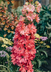 Delphinium Delphinium ‘Red Lark’, 3L