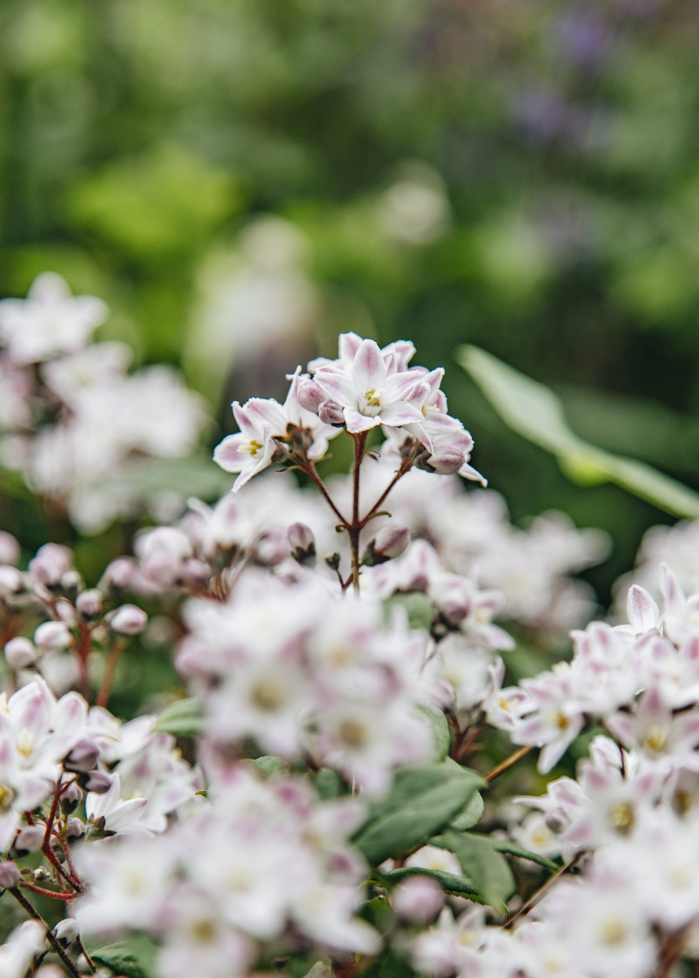 Lupin Deutzia Pink Cloud, 7.5L
