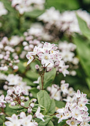 Deutzia Deutzia Pink Cloud, 7.5L