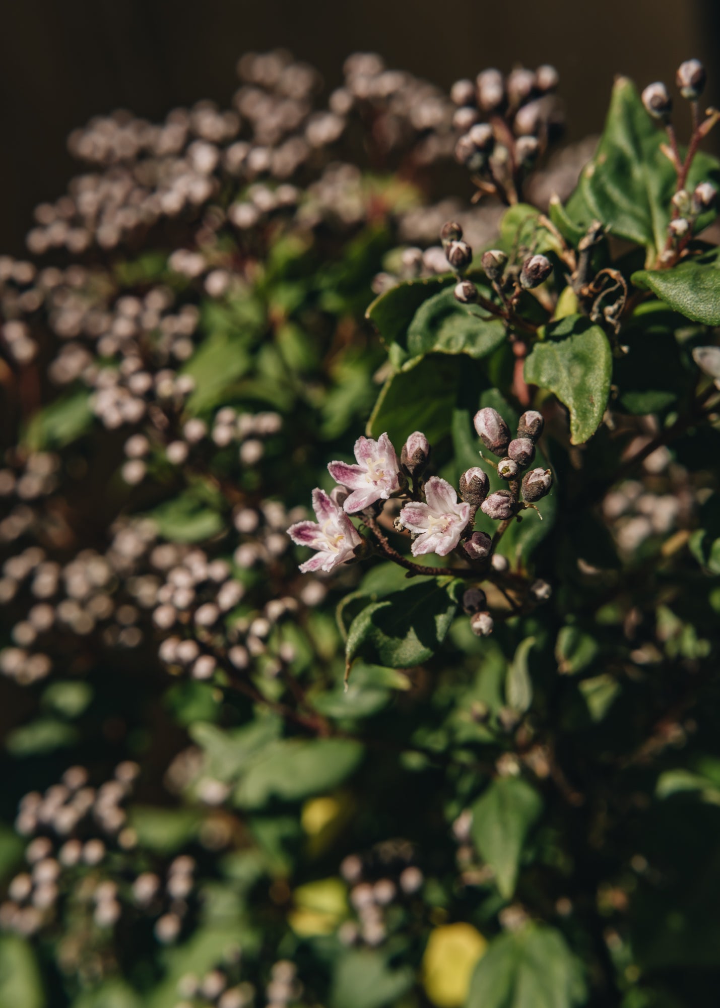 Forsythia Deutzia Pink Cloud, 7.5L