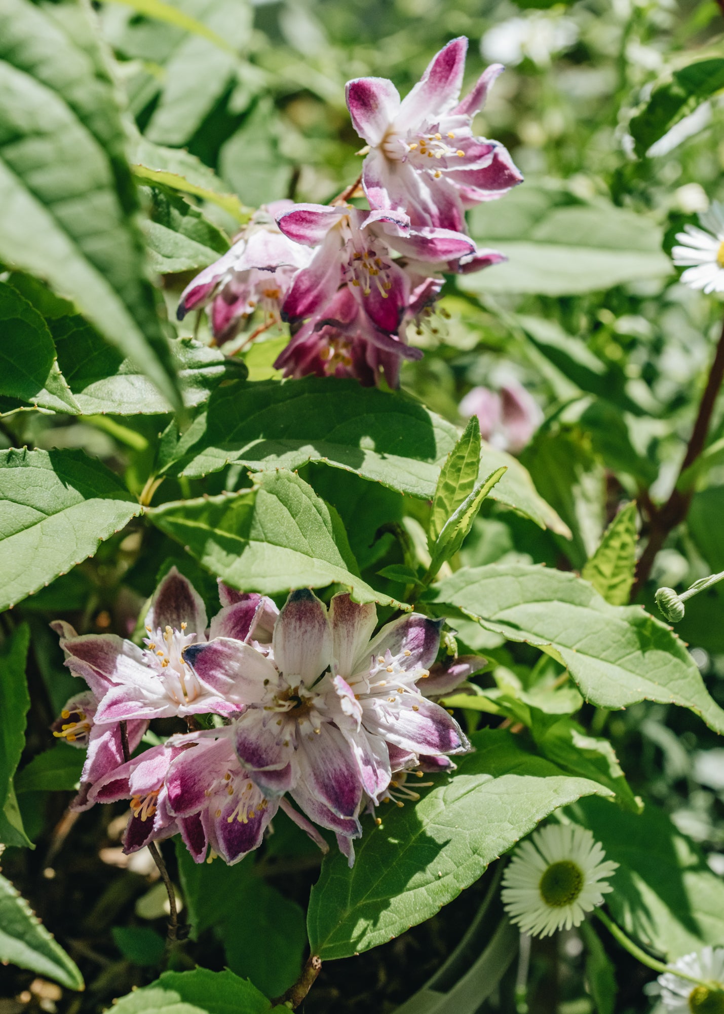 Deutzia Raspberry Sundae