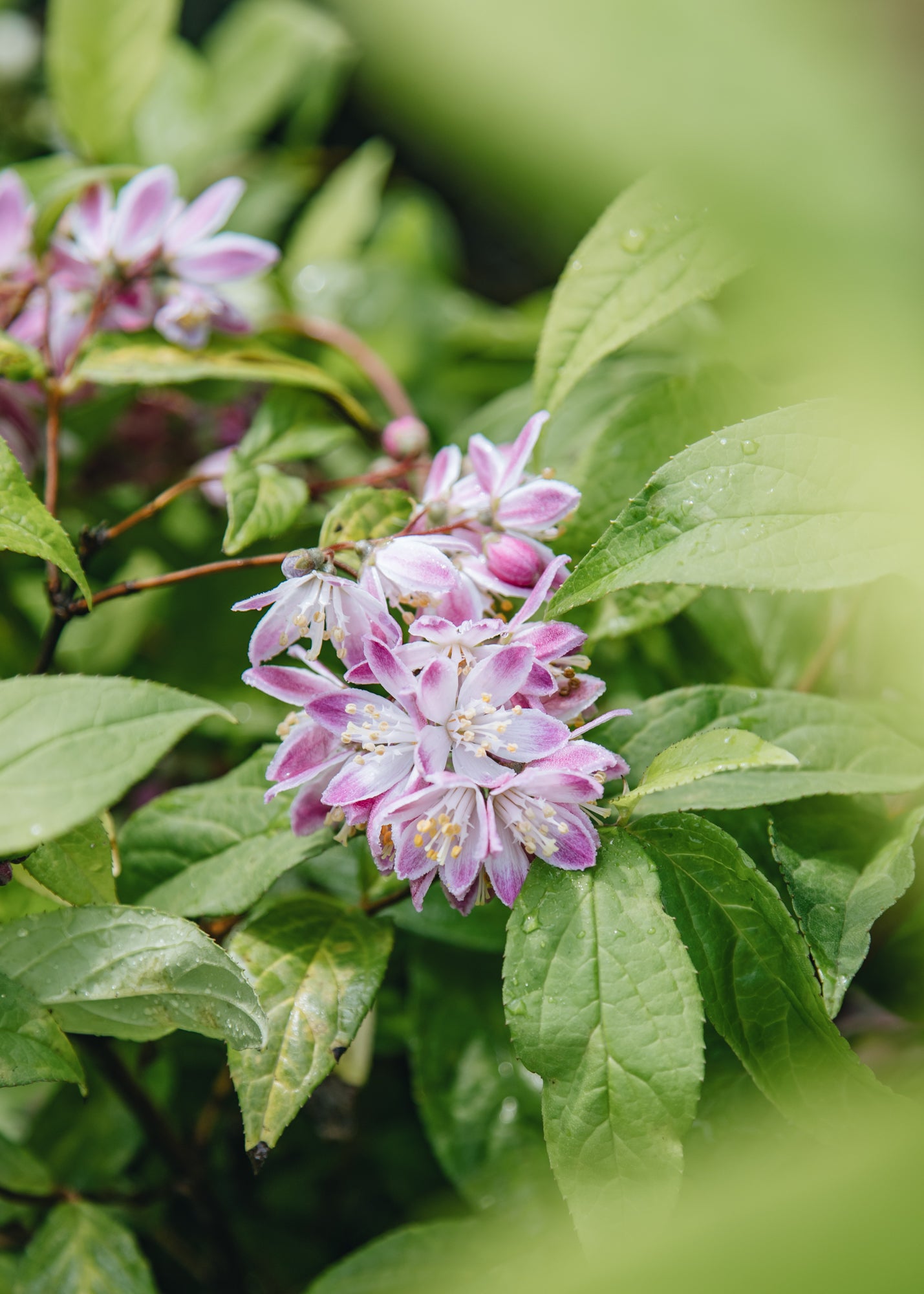Deutzia x hybrida Strawberry Fields, 3L
