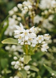 Deutzia Deutzia 'Yuki Snowflake', 3L