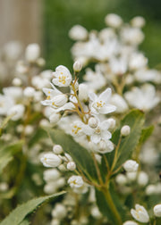 Deutzia 'Yuki Snowflake', 3L