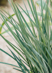 Dianella revoluta ‘Blue Stream’, 3L