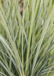 Dianella revoluta ‘Coolvista’, 3L