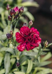 Dianthus Dianthus sunflor 'Beetle', 1.5L