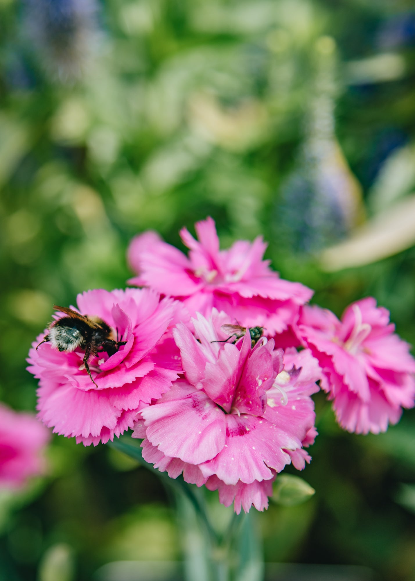 Dianthus Dianthus Tickled Pink, 1.5L