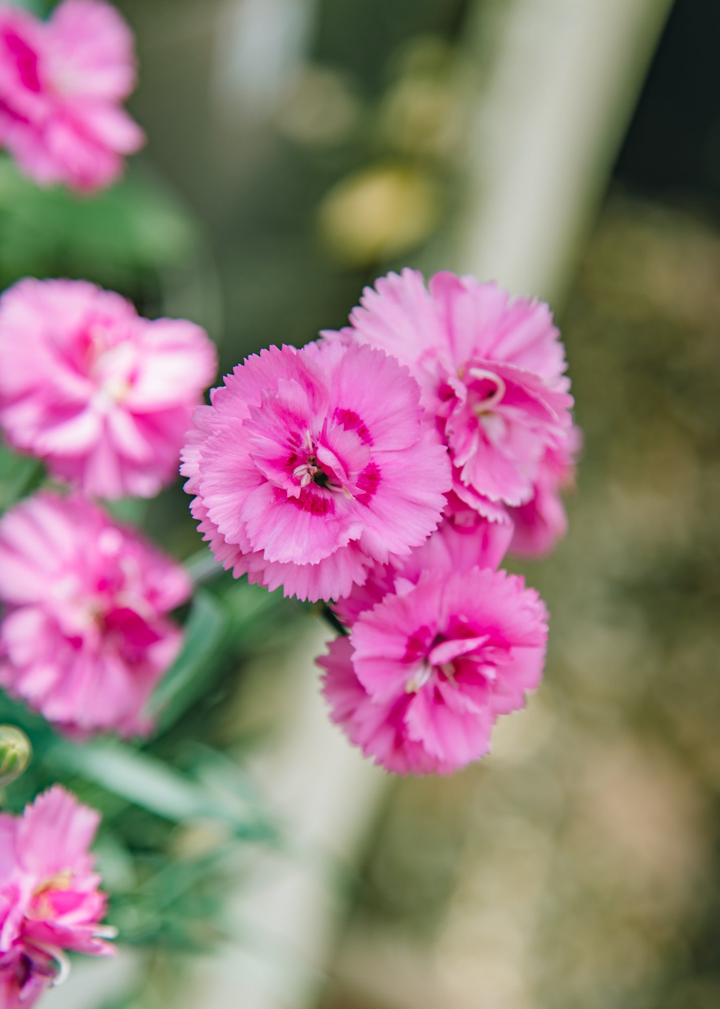 Clematis Dianthus Tickled Pink, 1.5L