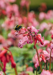 Lamprocapnos spectabilis 'Passion Hearts' (Dicentra), 2L