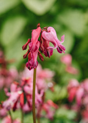 Dicentra Lamprocapnos spectabilis 'Passion Hearts' (Dicentra), 2L