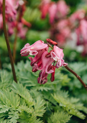 Dicentra Lamprocapnos spectabilis 'Passion Hearts' (Dicentra), 2L