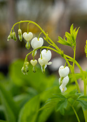 Dicentra spectabilis 'Alba' (Lamprocapnos), 1L