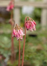Hairy Pot Dicentra ‘Stuart Boothman’, 3L