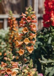 Digiplexis Digiplexis ‘Firecracker’, 3L