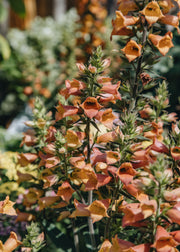 Digiplexis Digiplexis ‘Firecracker’, 3L