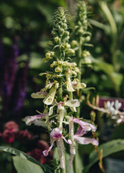 Digitalis ‘Apple Blossom’, 2L