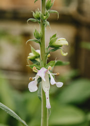 Digitalis Digitalis ‘Apple Blossom’, 2L