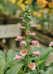 Hydrangea Digitalis x fulva 'Arctic Fox Rose', 1L