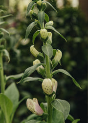 Digitalis 'Dalmation Rose', 2/3L