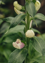 Digitalis Digitalis 'Dalmation Rose', 2/3L
