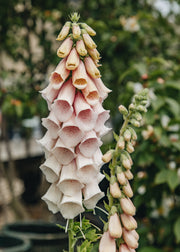 Digitalis Digitalis purpurea 'Sutton's Apricot', 3L