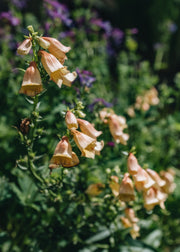 Digitalis Walberton's Goldcrest