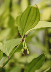Disporum Disporum cantoniense ‘Green Giant’, 4L