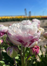 Taylors Bulbs Tulipa 'Double Surprise' Bulbs