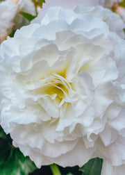 Begonia 'White Double' , pack of 5 tubers