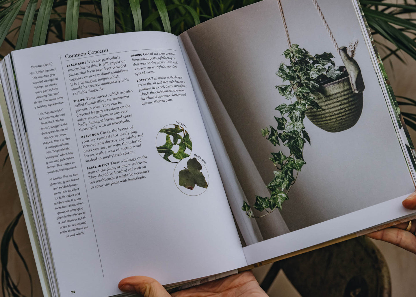 Garden and Plants Books Dr. Houseplant: An Indispensable Guide to Keeping Your Indoor Plants Healthy and Happy