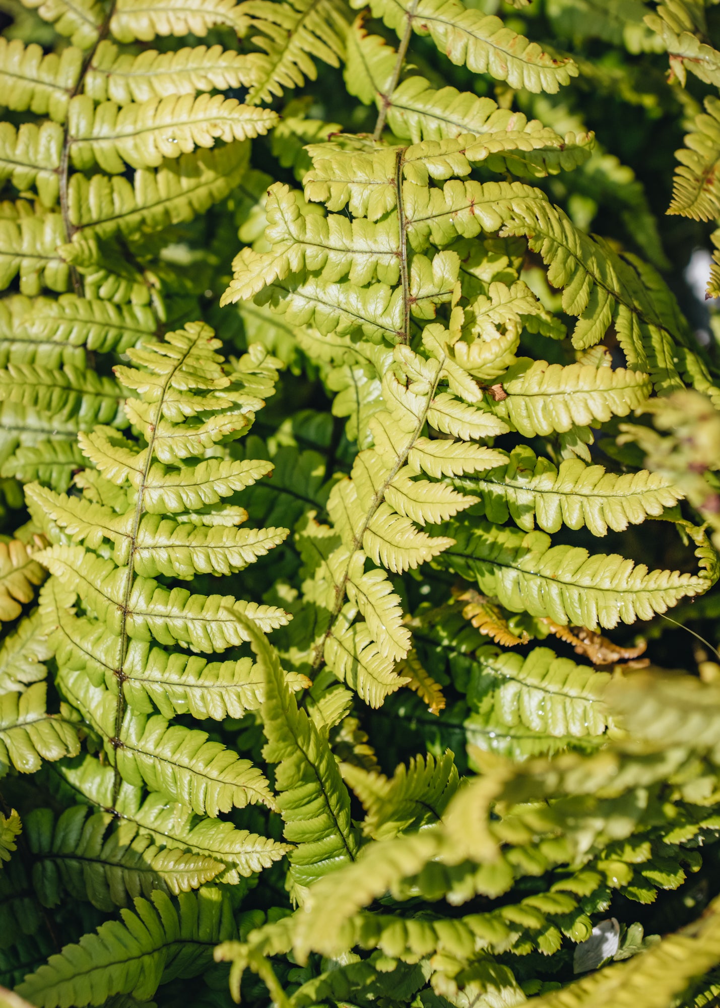 Dryopteris Dryopteris Jurassic Gold