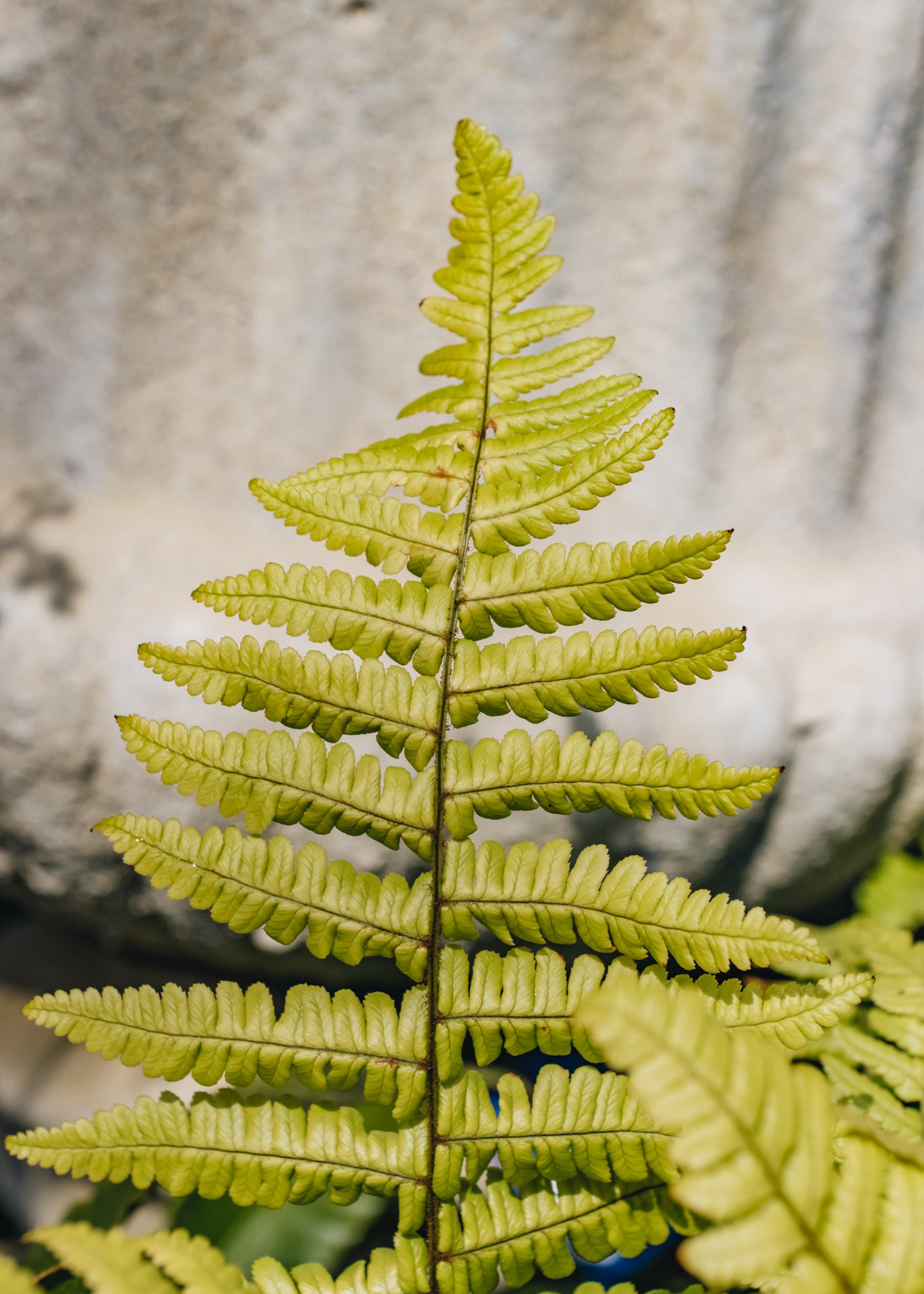 Dryopteris Dryopteris Jurassic Gold