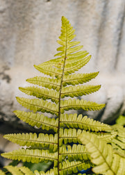 Dryopteris Dryopteris Jurassic Gold